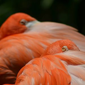 Caribbean Flamingo