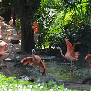 Flamingo Lagoon