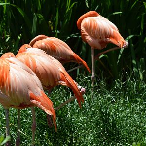 Chilean Flamingos