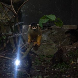 Bolivian Squirrel Monkeys