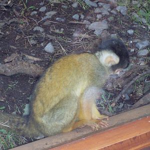 Bolivian Squirrel Monkeys