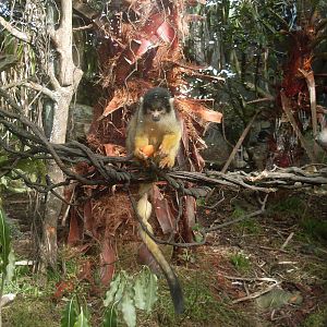 Bolivian Squirrel Monkeys
