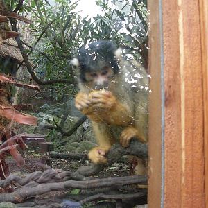 Bolivian Squirrel Monkeys