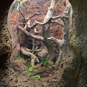 Guatemalan Palm Viper Exhibit