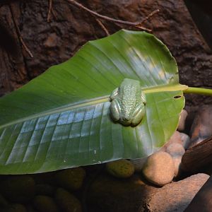 Mexican Leaf Frog