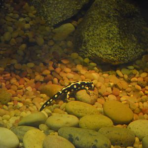 Iranian Harlequin Newt