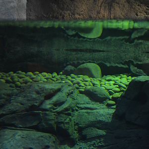 Chinese Giant Salamander