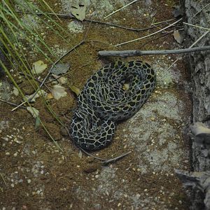 Lance Headed Rattlesnake