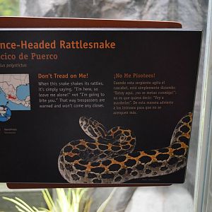 Lance Headed Rattlesnake Signage