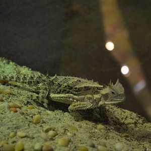 Mexican Giant Horned Lizard
