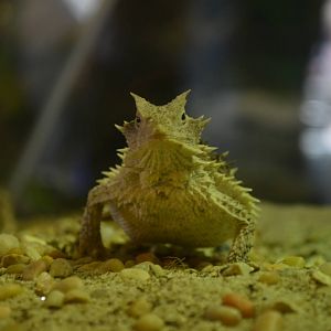 Mexican Giant Horned Lizard