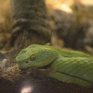 Royleys Palm Viper Offspring