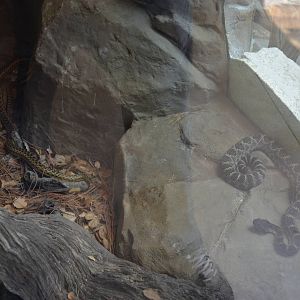 San Diego Gopher Snake/Southern Pacific Rattlesnake