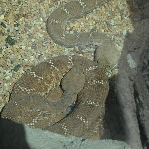 Red Diamond Rattlesnakes