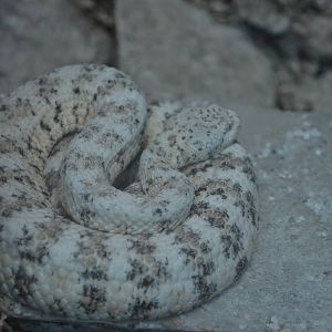 Southwest Speckled Rattlesnake