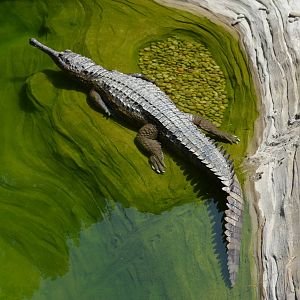 False Gharial Enjoying Some Sun