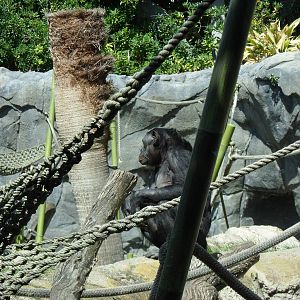 Bonobo Exhibit