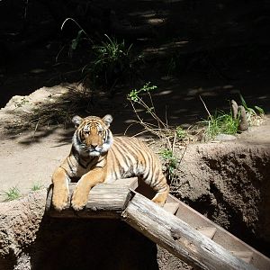 Malayan Tiger