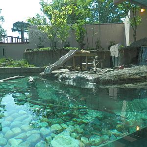 Spotted-Necked Otter exhibit