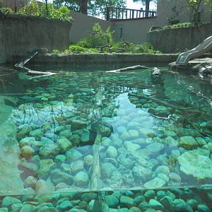 Spotted-Necked Otter exhibit