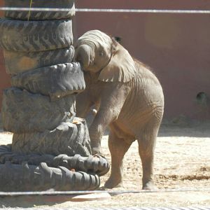 Lucas looking for more snacks