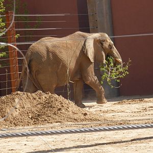 Renee with the branch she pulled out of the sandhill.