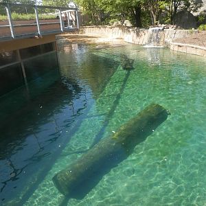 View of hippoquarium from Tembo Trail deck.