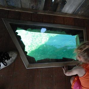 Glass floor on deck to view hippo pool