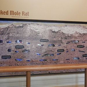 Naked Mole Rat exhibit
