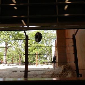 indoor viewing facing enrichment hole wall(elephant side)