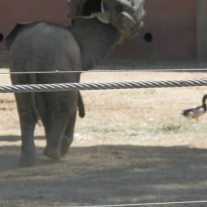 Lucas chasing his annoying neighbor