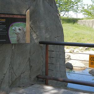 Dromedary camels coming in June 2012