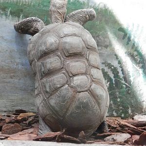 excited Red-Footed Tortioise