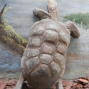 excited Red-Footed Tortioise