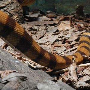 Bismark Ringed Python