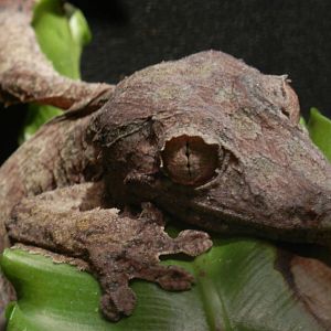 Leaf-tailed Gecko