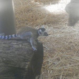 Baby ring-tailed Lemur