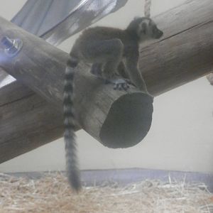 Baby Ring-tailed Lemur