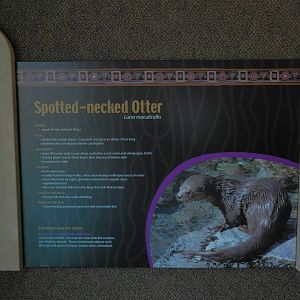Spotted-necked otter sign