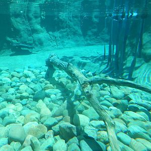 underwater otter area