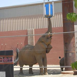 Renee's popcorn enrichment