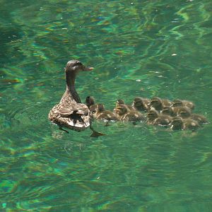 Hippo's new neighbors