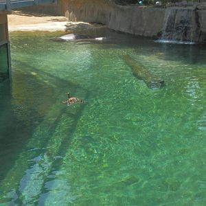 View of hippo pool from porthole on deck