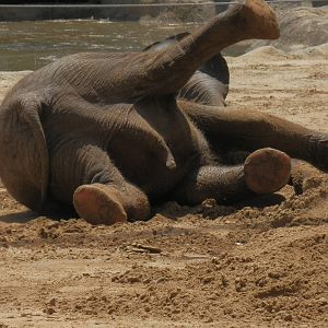 elephant yoga