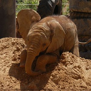 Lucas loves his sand piles