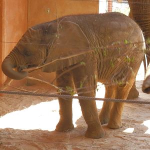 Lucas and a branch he dug out of his sand pile
