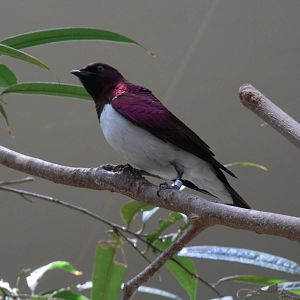 Amethyst starling