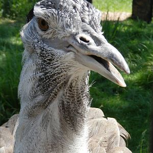 Kori Bustard
