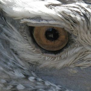 Kori Bustard being very friendly
