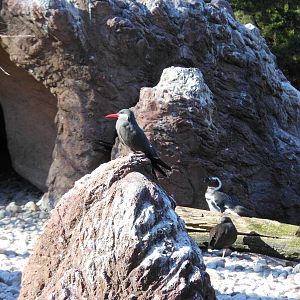 Bronx Zoo- Sea Bird Aviary- Inca Tern with Magellanic Penguin in Background